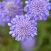 Butterfly Blue Scabiosa Pincushion Flower Live Plant Plugs - Healthy and Well-Rooted