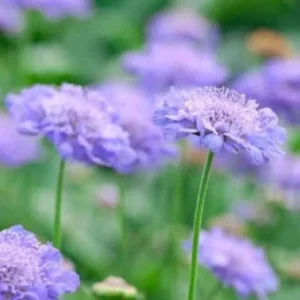 Butterfly Blue Scabiosa Pincushion Flower Live Plant Plugs - Healthy and Well-Rooted