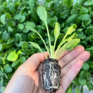 Butterfly Blue Scabiosa Pincushion Flower Live Plant Plugs - Healthy and Well-Rooted