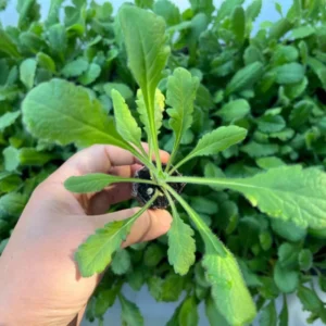 Butterfly Blue Scabiosa Pincushion Flower Live Plant Plugs - Healthy and Well-Rooted