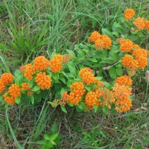 Butterfly Weed Plant Asclepias Tuberosa - 3 Bare Roots - Organic Milkweed Wildflower