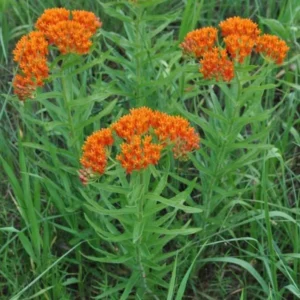 Butterfly Weed Plant Asclepias Tuberosa - 3 Bare Roots - Organic Milkweed Wildflower