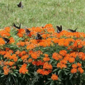Butterfly Weed Plant Asclepias Tuberosa - 3 Bare Roots - Organic Milkweed Wildflower