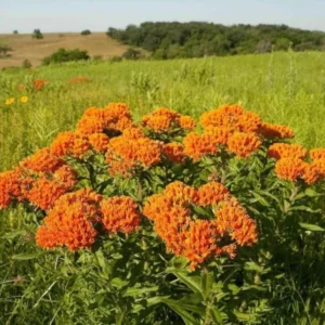 Butterfly Weed Plant Asclepias Tuberosa - 3 Bare Roots - Organic Milkweed Wildflower