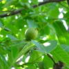 Butternut Tree - Juglans Cinerea White Walnut - Nut and Shade Tree