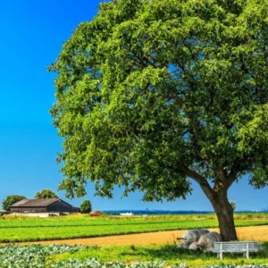 Butternut Tree - Juglans Cinerea White Walnut - Nut and Shade Tree