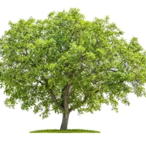 Butternut Tree - Juglans Cinerea White Walnut - Nut and Shade Tree