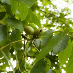 Butternut Tree - Juglans Cinerea White Walnut - Nut and Shade Tree