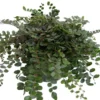 Button Fern Pellaea Rotundifolia Unusual Plant 2.5 inch Pot