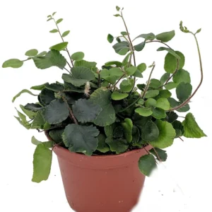 Button Fern Pellaea Rotundifolia Unusual Plant 2.5 inch Pot