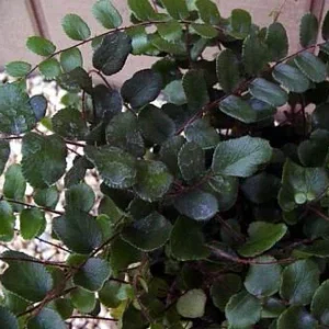 Button Fern Pellaea Rotundifolia Unusual Plant 2.5 inch Pot