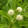 Buttonbush Plant - 3 Bare Root Shrubs 12 to 24in - Cephalanthus Occidentalis - Garden Landscape Flowering
