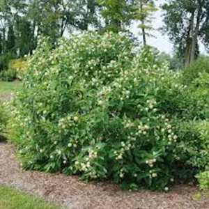 Buttonbush Plant 5-Pack - 12 to 24in Bare Root Cephalanthus Occidentalis for Garden Landscape