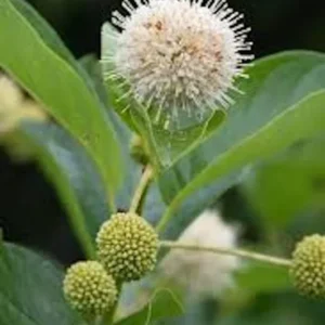 Buttonbush Plant 5-Pack - 12 to 24in Bare Root Cephalanthus Occidentalis for Garden Landscape