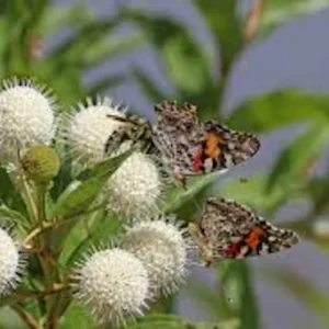 Buttonbush Plant 5-Pack - 12 to 24in Bare Root Cephalanthus Occidentalis for Garden Landscape