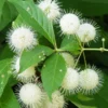 Buttonbush Plant Cephalanthus Occidentalis - Gallon Pot Size