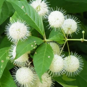 Buttonbush Plant Cephalanthus Occidentalis - Gallon Pot Size