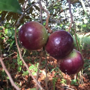 Caimito Purple Star Apple Tree - Tropical Fruit Tree - Exotic Purple Star Apple