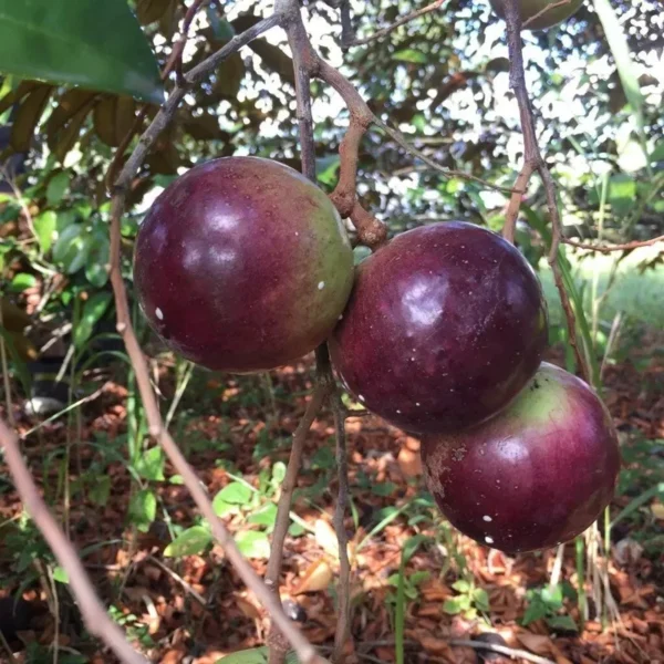Caimito Purple Star Apple Tree - Tropical Fruit Tree - Exotic Purple Star Apple