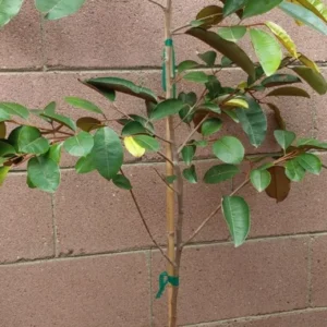 Caimito Purple Star Apple Tree - Tropical Fruit Tree - Exotic Purple Star Apple