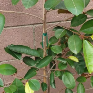 Caimito Purple Star Apple Tree - Tropical Fruit Tree - Exotic Purple Star Apple