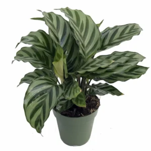 Calathea Freddie Peacock Plant - Easy Houseplant - 4