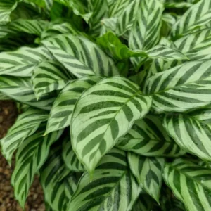 Calathea Freddie Peacock Plant - Easy Houseplant - 4