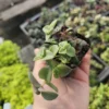 Calico Kitten Crassula Plant - Trailing Succulent Sedum - 2 Inch Pot