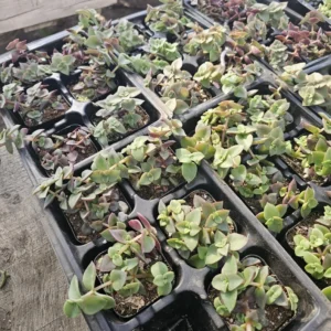 Calico Kitten Crassula Plant - Trailing Succulent Sedum - 2 Inch Pot