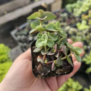 Calico Kitten Crassula Plant - Trailing Succulent Sedum - 2 Inch Pot