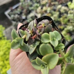 Calico Kitten Crassula Plant - Trailing Succulent Sedum - 2 Inch Pot