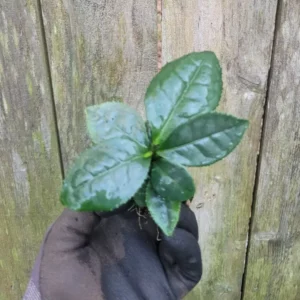 Camellia Sinensis Assamica Tea Tree Plant Starter Plug Large Leaf Variety