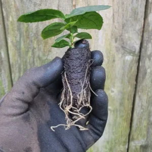 Camellia Sinensis Assamica Tea Tree Plant Starter Plug Large Leaf Variety