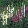 Camelot Mix Foxglove Plant - Digitalis - Hardy Perennial - Quart Pot - Mixed Colors