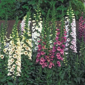 Camelot Mix Foxglove Plant - Digitalis - Hardy Perennial - Quart Pot - Mixed Colors