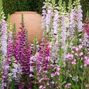 Camelot Mix Foxglove Plant - Digitalis - Hardy Perennial - Quart Pot - Mixed Colors