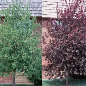 Canadian Red Choke Cherry Tree 2.5" Pot - Flowering Fruit Tree