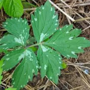 Canadian Waterleaf Plant - 10 Bare Root Perennial Wildflower Shade Plants