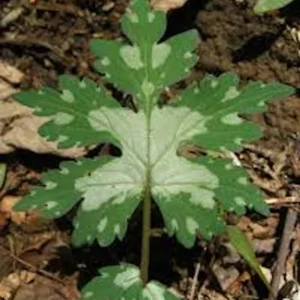 Canadian Waterleaf Plant - 10 Bare Root Perennial Wildflower Shade Plants