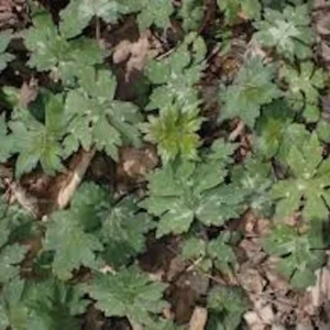 Canadian Waterleaf Plant - 10 Bare Root Perennial Wildflower Shade Plants