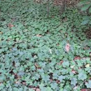 Canadian Waterleaf Plant - 10 Bare Root Perennial Wildflower Shade Plants