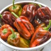 Candy Cane Chocolate Cherry Pepper Plants - SET of 2 Rare Sweet Vegetable Plants 4-6 Inch