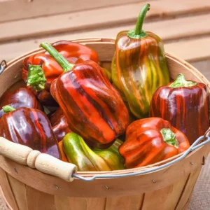 Candy Cane Chocolate Cherry Pepper Plants - SET of 2 Rare Sweet Vegetable Plants 4-6 Inch