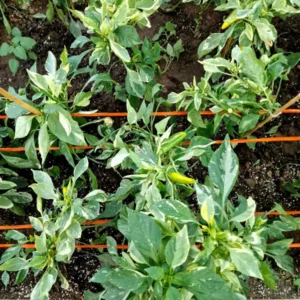 Candy Cane Chocolate Cherry Pepper Plants - SET of 2 Rare Sweet Vegetable Plants 4-6 Inch