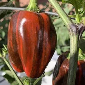 Candy Cane Chocolate Cherry Pepper Plants - SET of 2 Rare Sweet Vegetable Plants 4-6 Inch