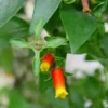 Candy Corn Plant Live - Firecracker Plant Well-Rooted Plug Ready to Plant