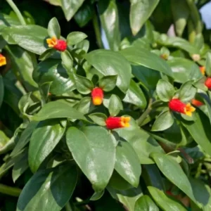 Candy Corn Plant Live - Firecracker Plant Well-Rooted Plug Ready to Plant