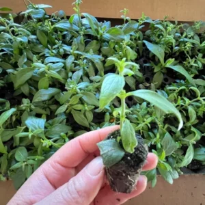 Candy Corn Plant Live - Firecracker Plant Well-Rooted Plug Ready to Plant
