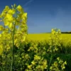 Canola Seeds - 5 Lbs Brassica napus Seeds - 100% Pure Natural Seed for Food Plots