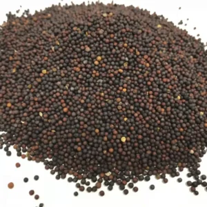 Canola Seeds - 5 Lbs Brassica napus Seeds - 100% Pure Natural Seed for Food Plots